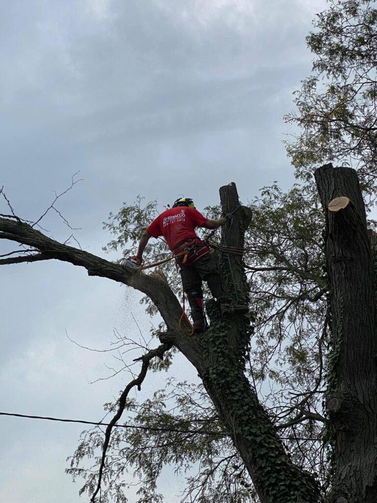 Crew member working among tree branches